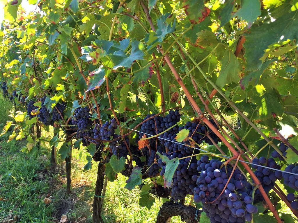 Tavarnelle Val di Pesa Agriturismo La Villa Romita מראה חיצוני תמונה
